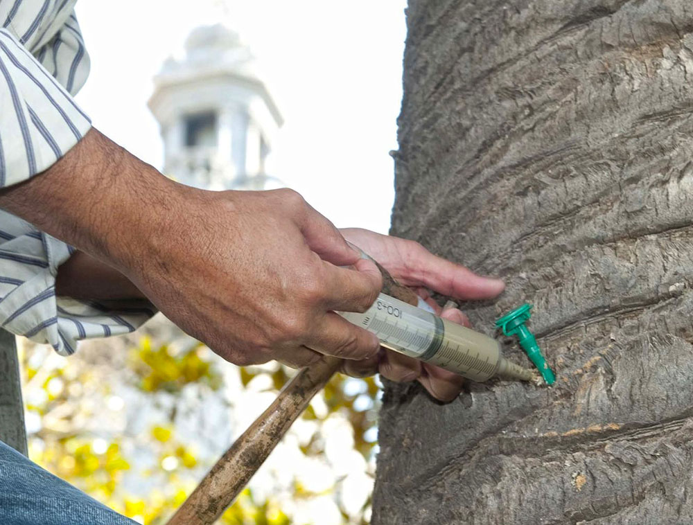  Picudo Rojo y Procesionaria